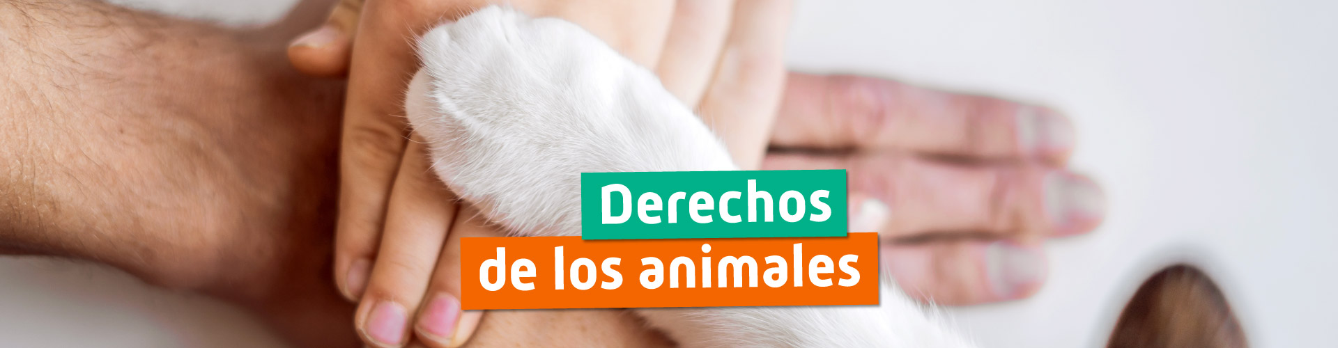 Derechos de los animales en España
