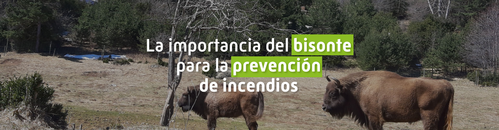 La importancia del bisonte para la prevención de incendios