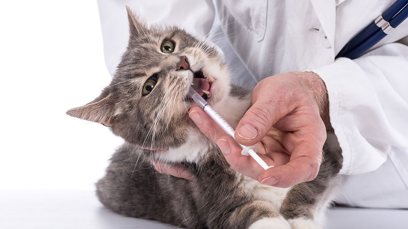 Fiebre Animal, pasión por los animales