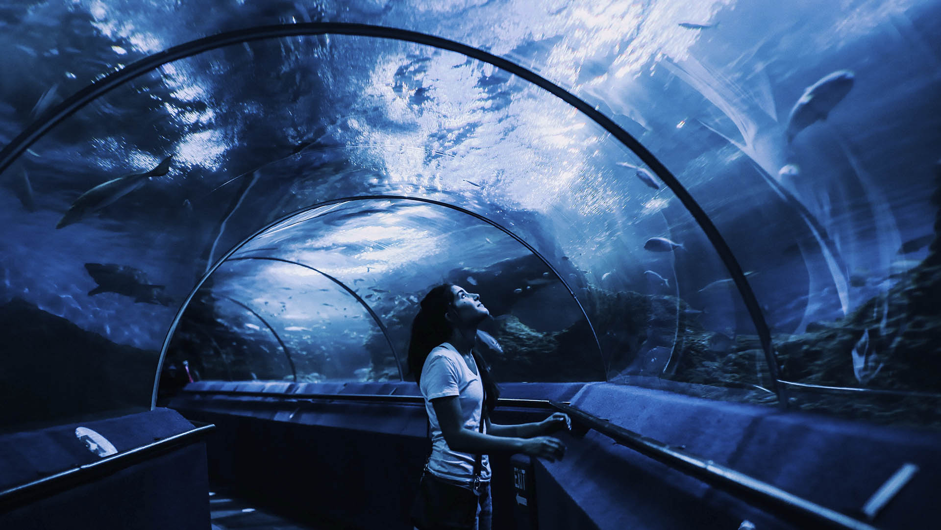 Claves para trabajar en un acuario