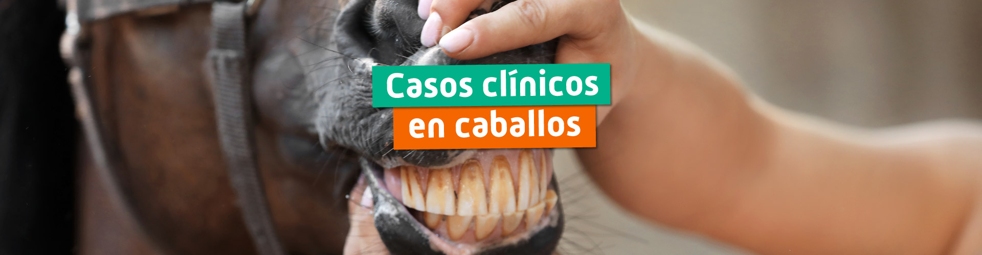 Casos clínicos en caballos 