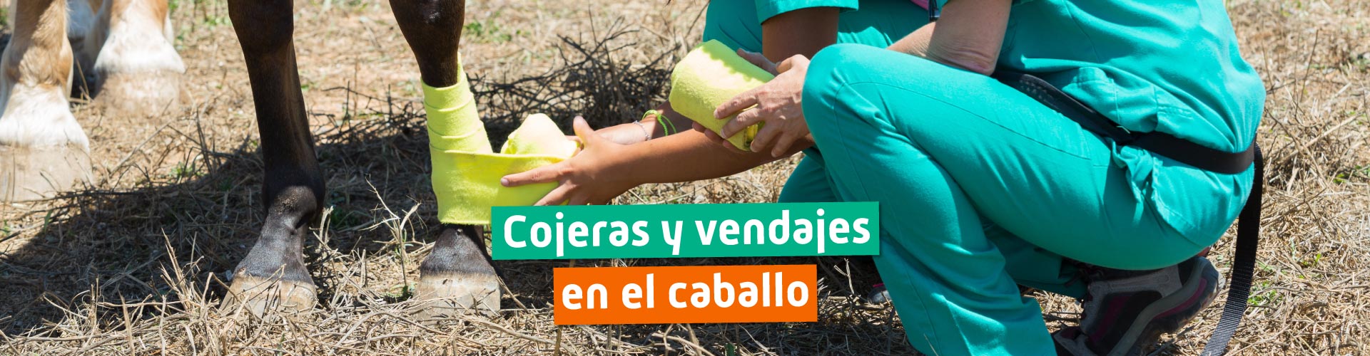 Exploración, diagnóstico y vendajes para caballos