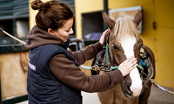 Expertos cursos veterinaria